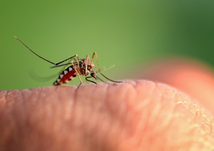 Don't let your guard down! Beware of Dengue too