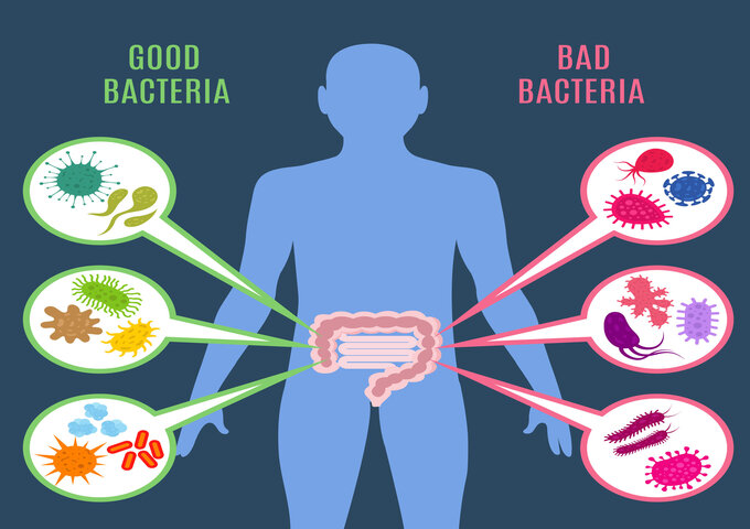 Benefits of Taking Probiotics For Gut Health Malaysia